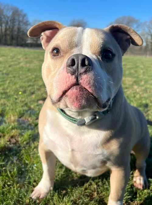 Buddy, white male English Bulldog for adoption at Last Chance Animal Rescue, Edenbridge — photo 2 of 2