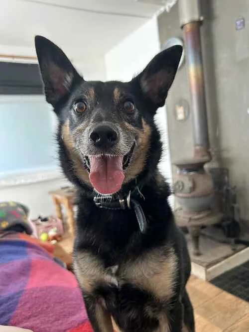 Dancer, male Collie for adoption at Last Chance Animal Rescue, Edenbridge