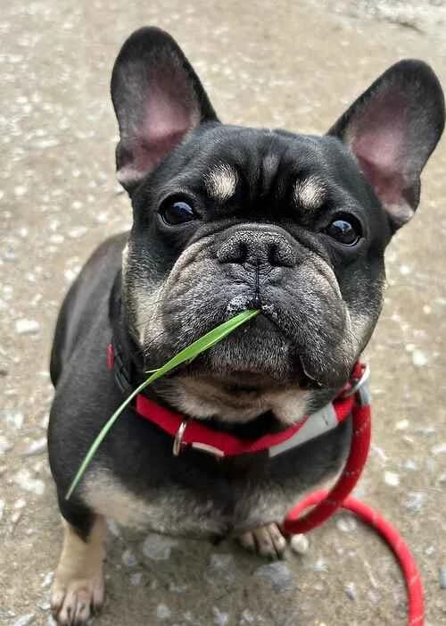 Bill, black male French Bulldog for adoption at Last Chance Animal Rescue, Edenbridge — photo 2 of 2