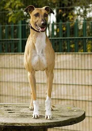 Tito, fawn male Greyhound for adoption at Last Chance Animal Rescue, Edenbridge — photo 2 of 2