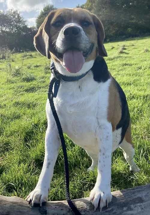 Jake, tricolor male Beagle for adoption at Last Chance Animal Rescue, Edenbridge — photo 2 of 2