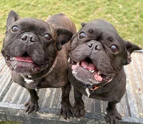 Pinky & Perky (aka The Pigs)!,  French Bulldog for adoption at Last Chance Animal Rescue, Edenbridge