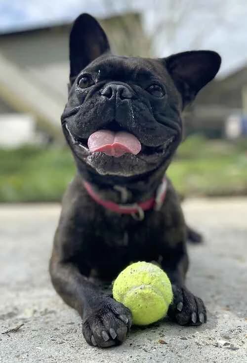 Pinky & Perky (aka The Pigs)!, black  French Bulldog for adoption at Last Chance Animal Rescue, Edenbridge — photo 2 of 3