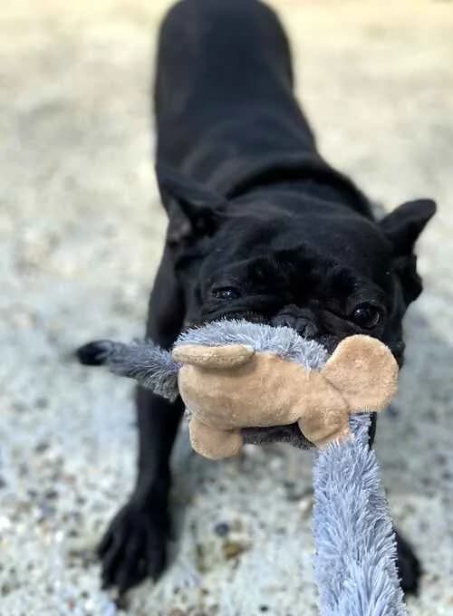 Pinky & Perky (aka The Pigs)!, black  French Bulldog for adoption at Last Chance Animal Rescue, Edenbridge — photo 3 of 3