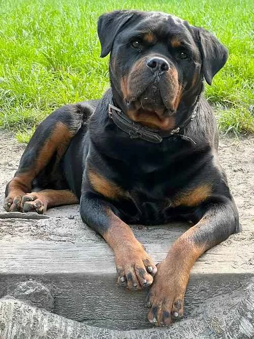 Kimi, female Rottweiler for adoption at Last Chance Animal Rescue, Edenbridge — photo 2 of 2