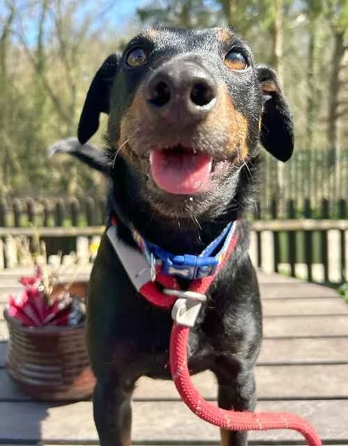 Rolo, male mixed breed for adoption at Last Chance Animal Rescue, Edenbridge