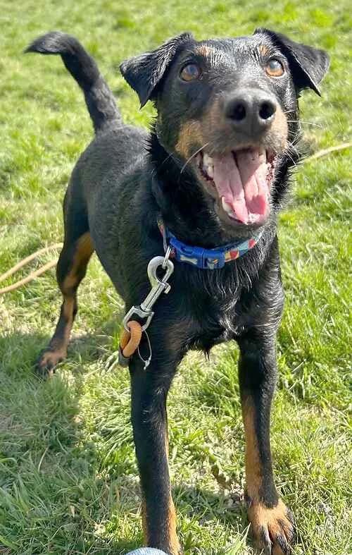Rolo, black male mixed breed for adoption at Last Chance Animal Rescue, Edenbridge — photo 2 of 2