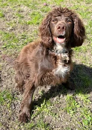 Gunner, male mixed breed for adoption at Last Chance Animal Rescue, Edenbridge