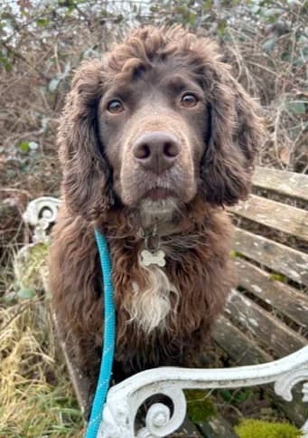 Gunner, brown male mixed breed for adoption at Last Chance Animal Rescue, Edenbridge — photo 2 of 2