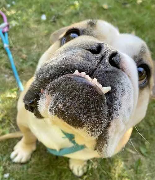 Buster, cream male English Bulldog for adoption at Last Chance Animal Rescue, Edenbridge — photo 2 of 2