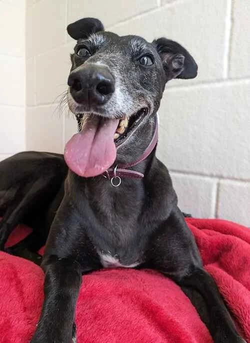 Lexi, female Greyhound for adoption at Last Chance Animal Rescue, Edenbridge