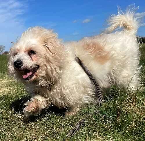 Buddy, male Bichon Frisé for adoption at Last Chance Animal Rescue, Edenbridge