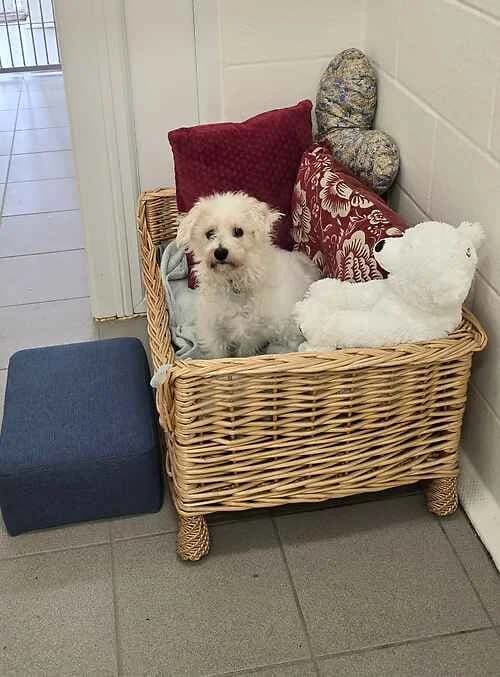 Buddy, cream male Bichon Frisé for adoption at Last Chance Animal Rescue, Edenbridge — photo 2 of 3