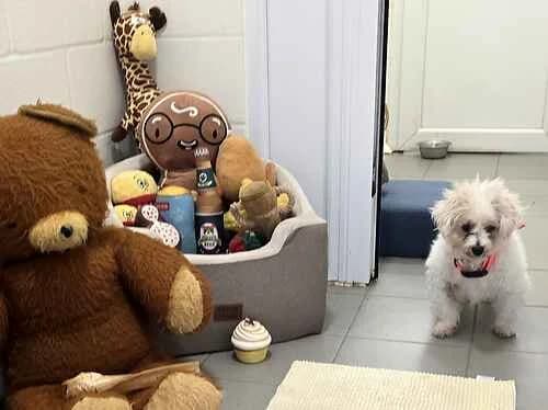 Buddy, cream male Bichon Frisé for adoption at Last Chance Animal Rescue, Edenbridge — photo 3 of 3