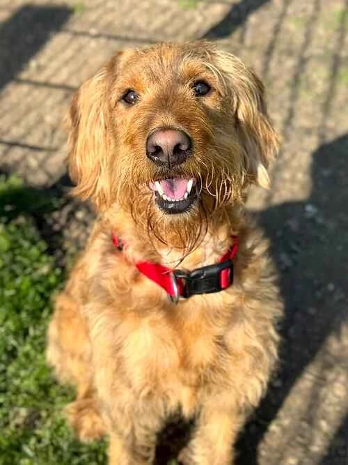 Otis, male Labradoodle for adoption at Last Chance Animal Rescue, Edenbridge