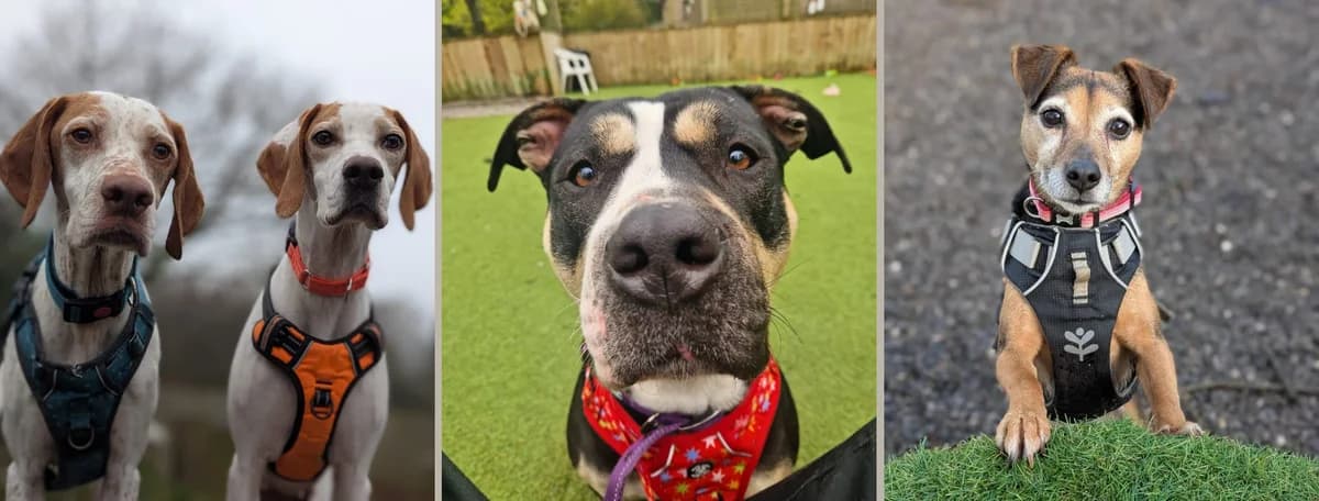 Dogs for Adoption,  Miniature Schnauzer for adoption at Hope Rescue, Pontyclun