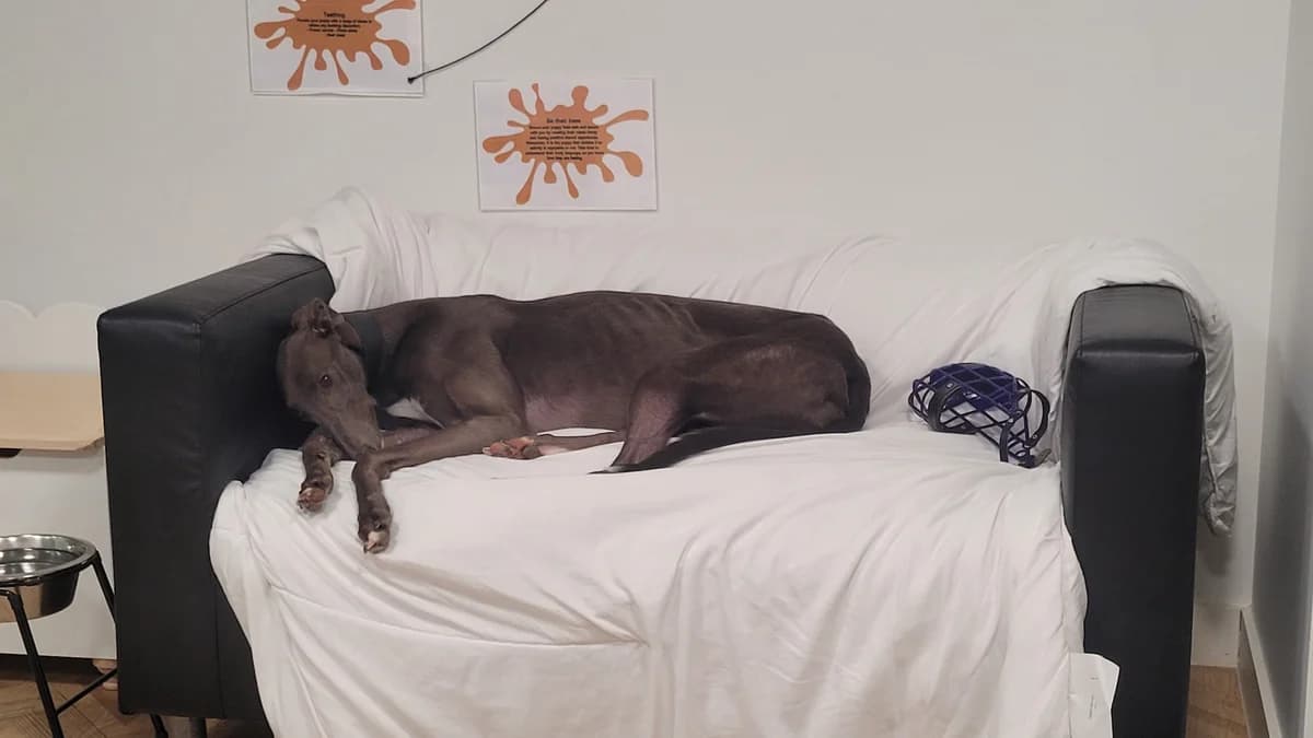 Dolce, female young Greyhound for adoption at Battersea Dogs & Cats Home, London