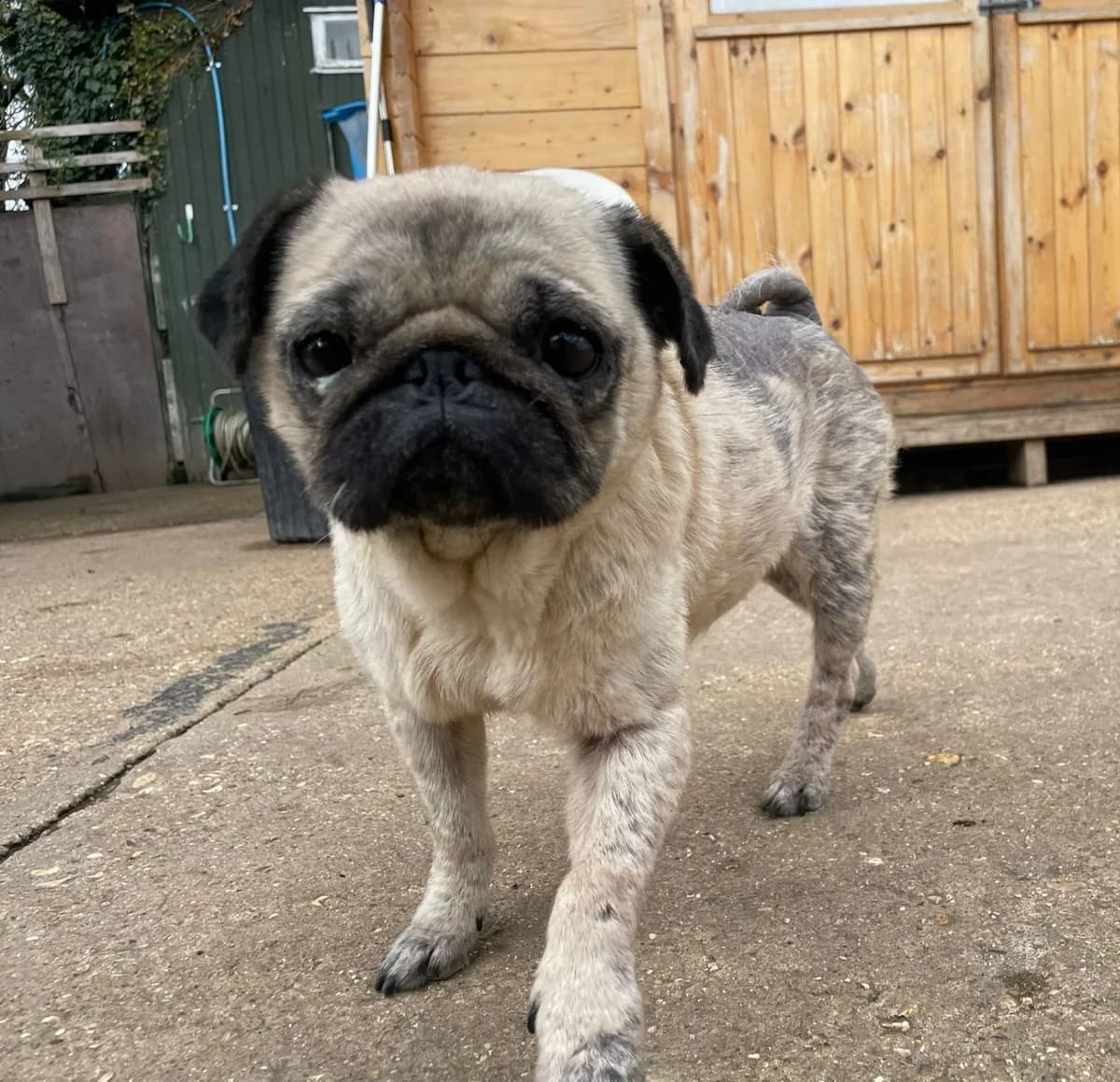 Dolly, female Mixed Breed for adoption at Liverpool