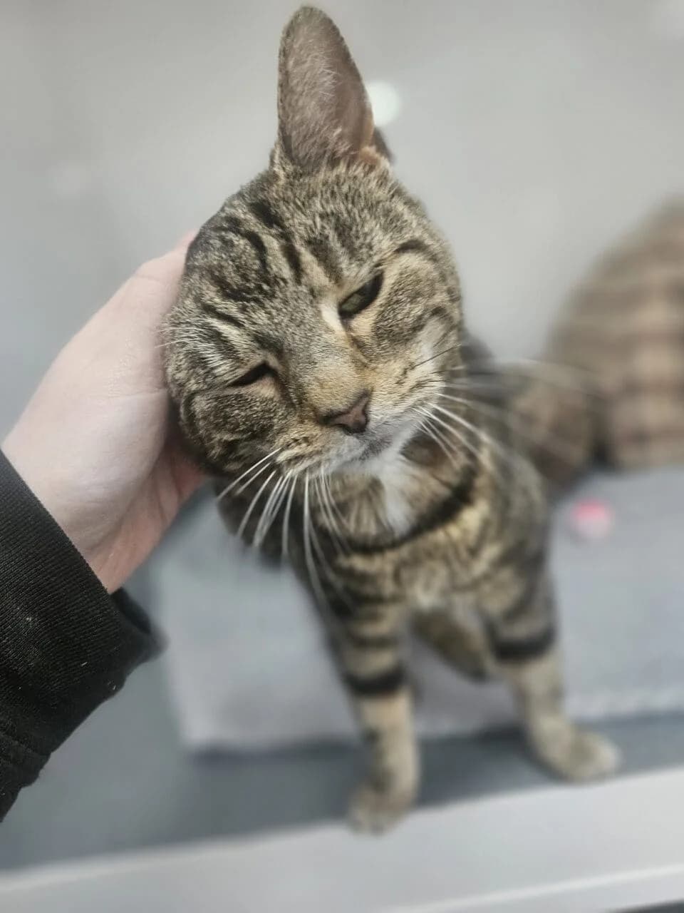 Dolly, female Mixed Breed for adoption at Freshfields Animal Rescue, Liverpool photo 2