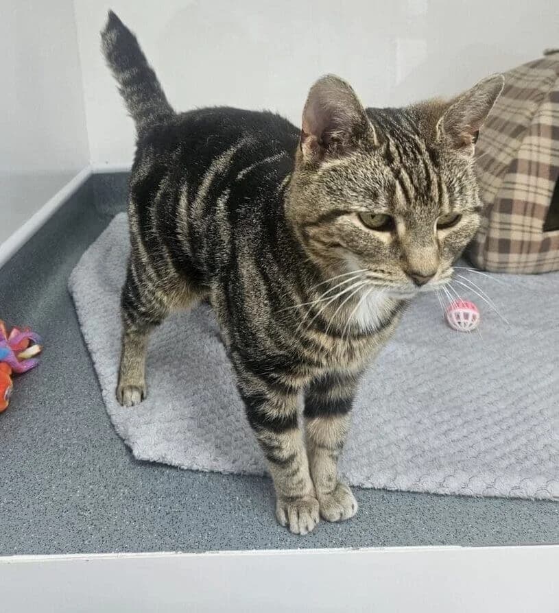 Dolly, female Mixed Breed for adoption at Freshfields Animal Rescue, Liverpool photo 3