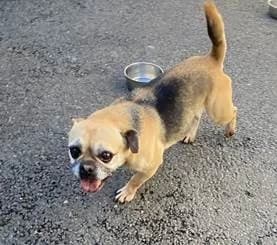 Dolly, female 5yo mixed breed for adoption at All Dogs Matter, London