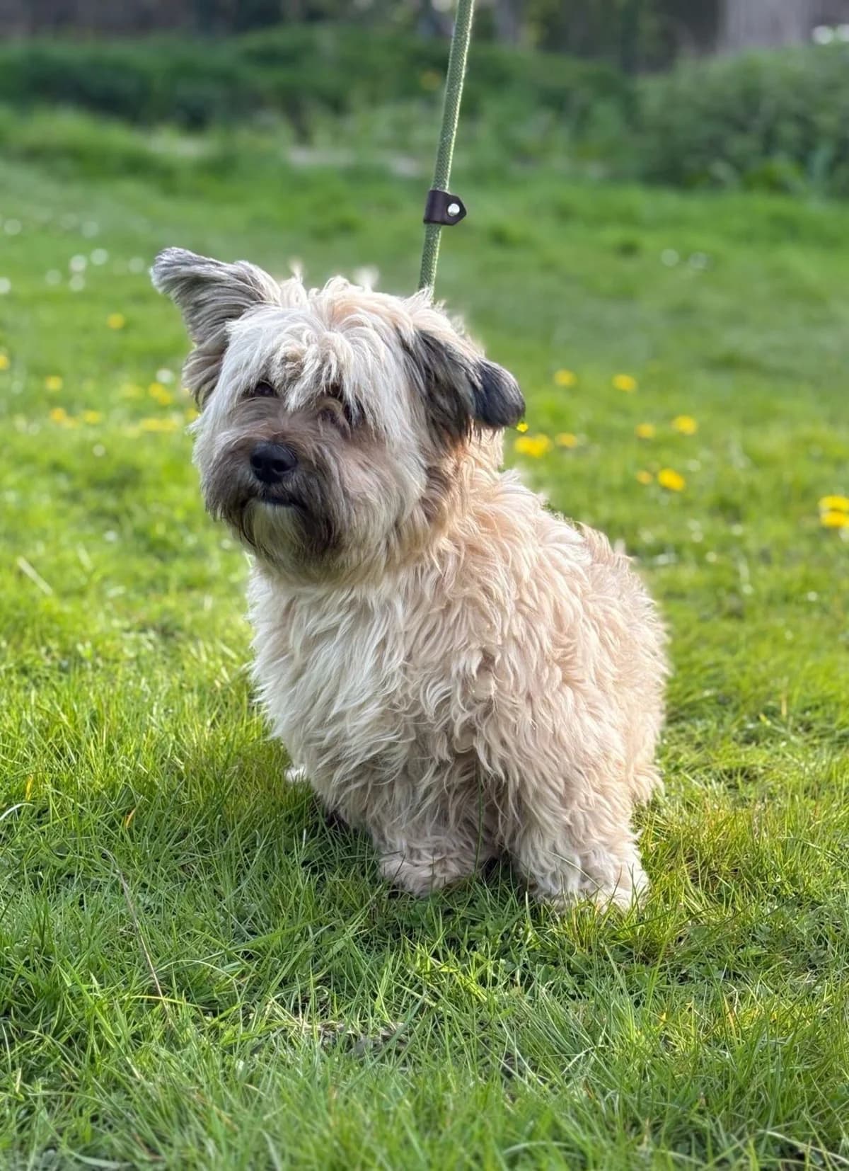 Dolly,  (All Dogs Matter)