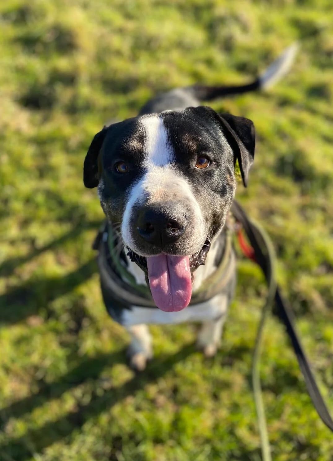 Domino,  (All Dogs Matter)