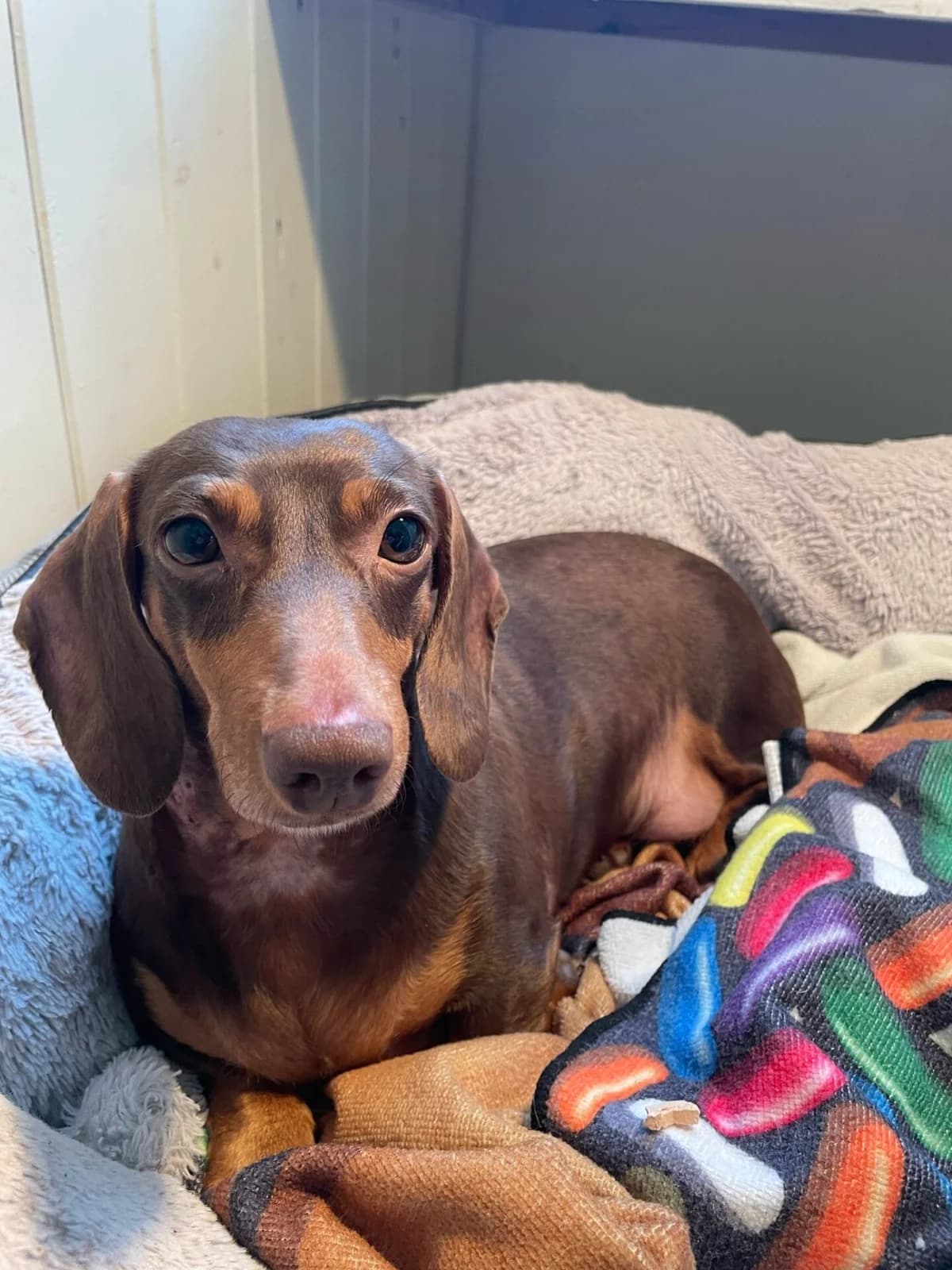 Donut,  (All Dogs Matter)