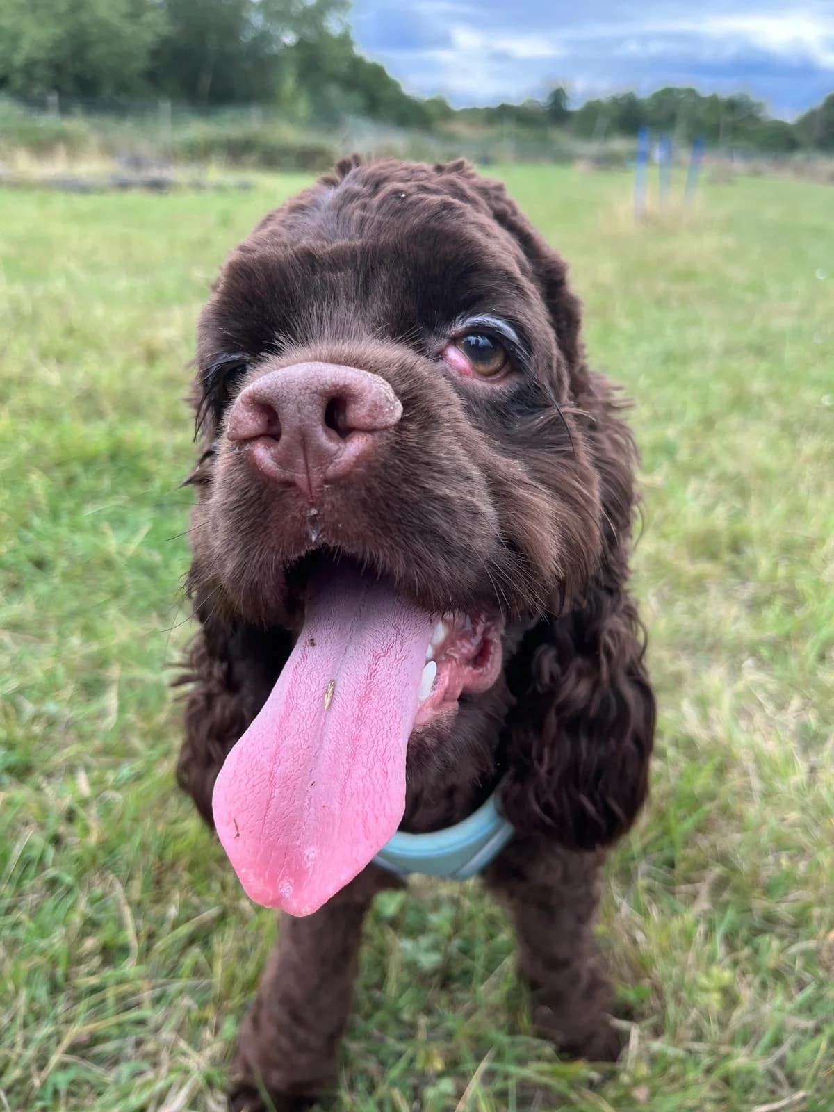 Dougal,  (All Dogs Matter)