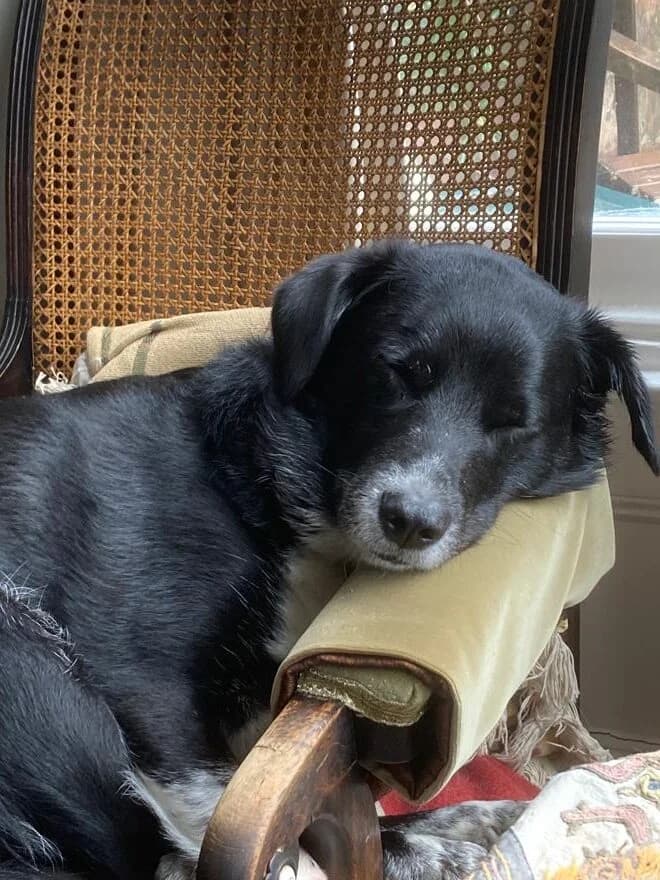 Dougie,  (All Dogs Matter)