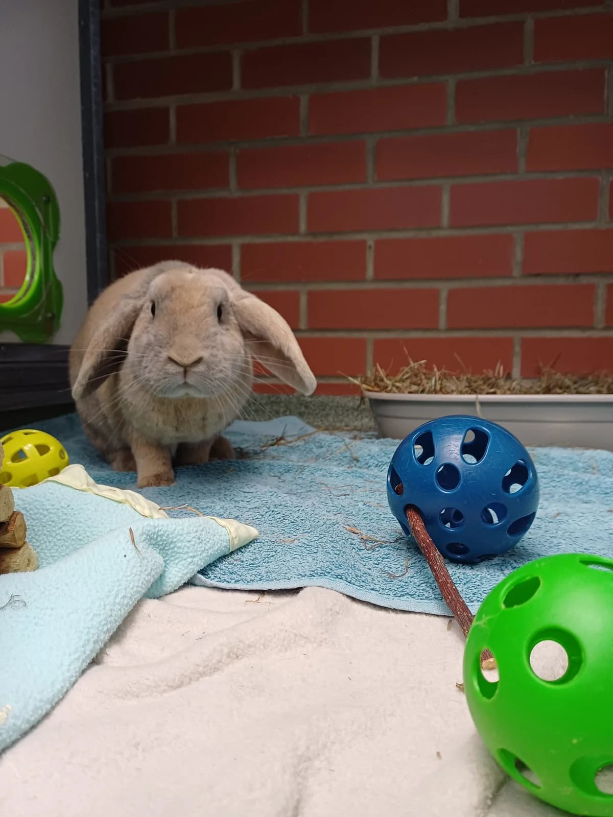 Duke, male mixed breed for adoption at Bristol Animal Rescue Centre, Bristol