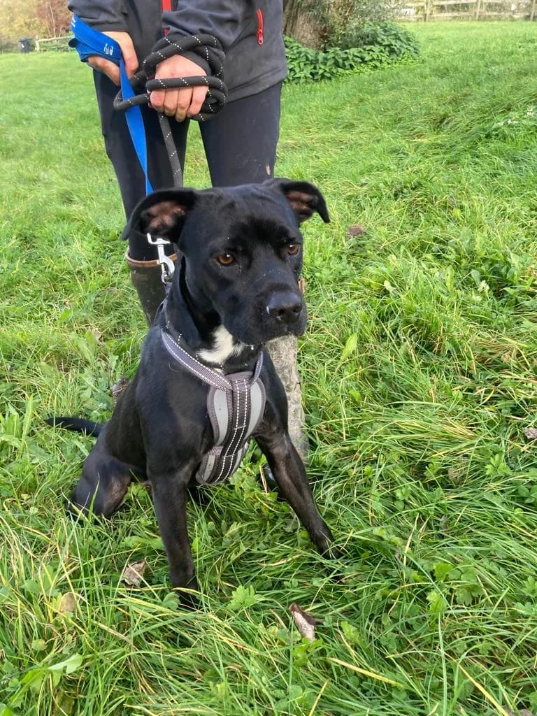 Duke, female young mixed breed for adoption at All Dogs Matter, London