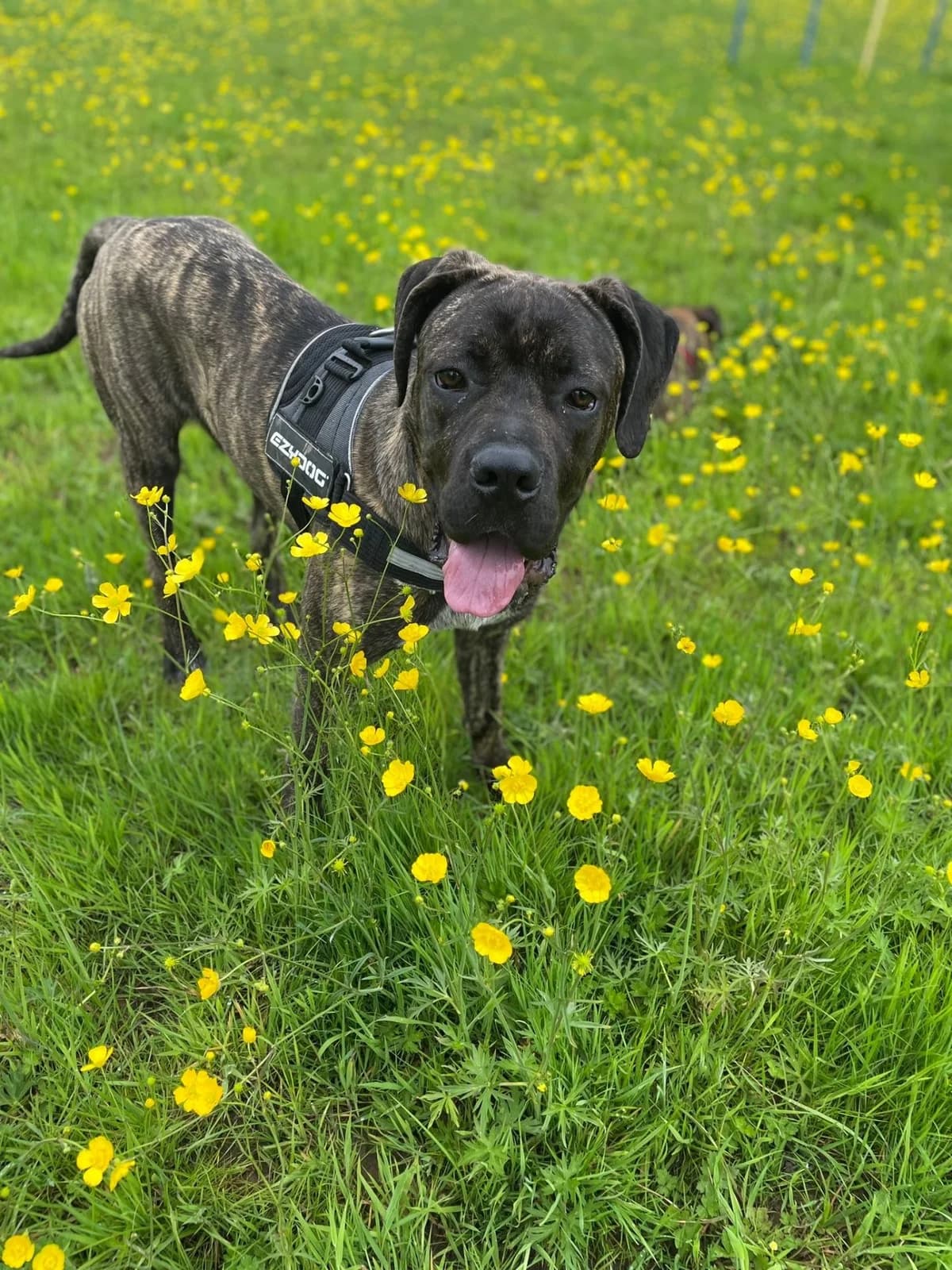 Earl,  (All Dogs Matter)