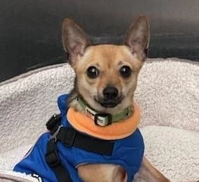 Eddie,  (All Dogs Matter)