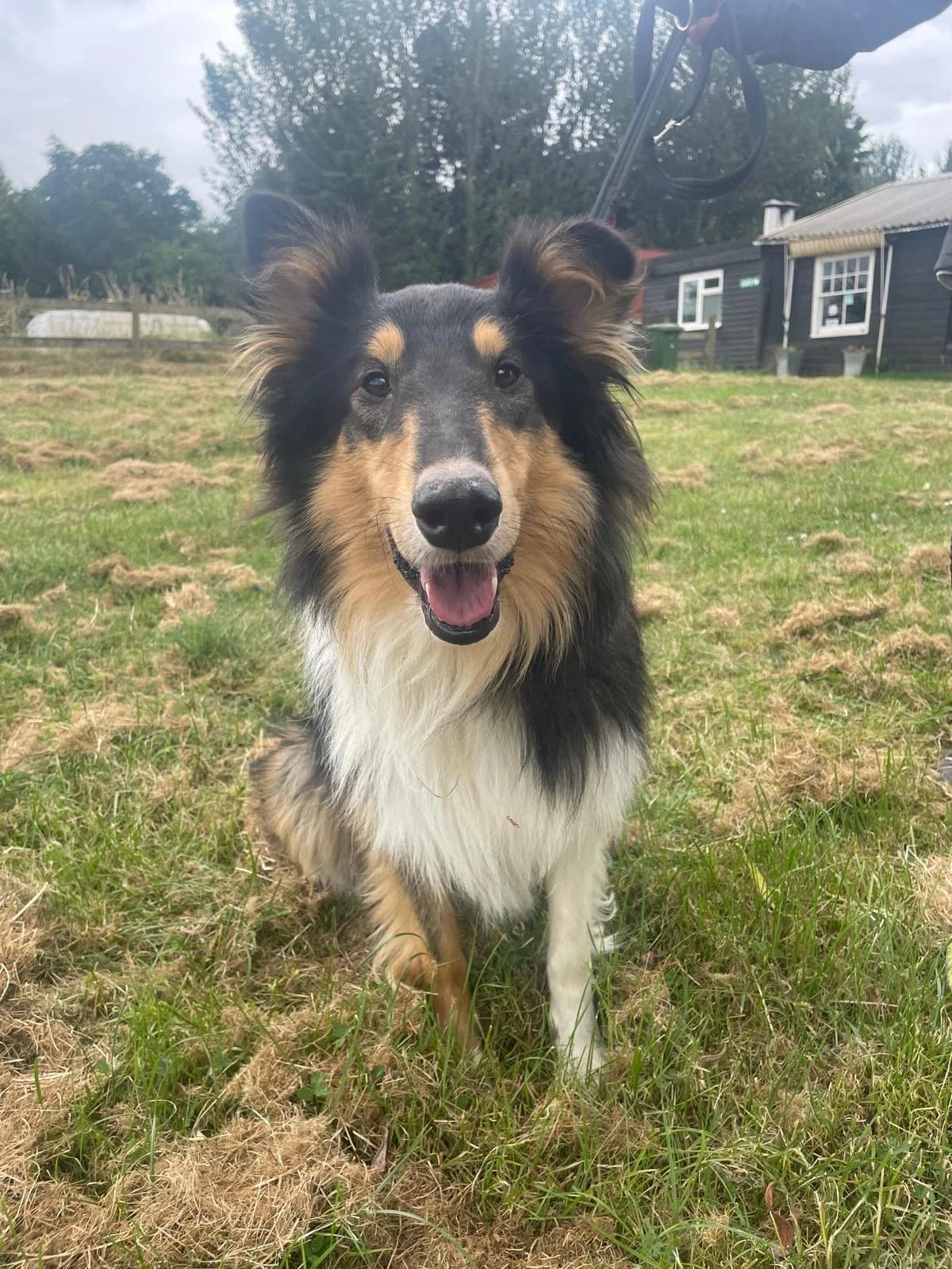 Eddie,  (All Dogs Matter)