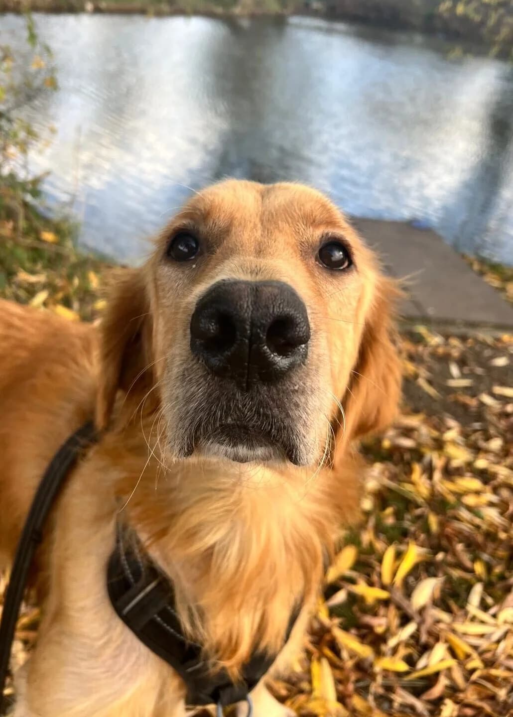 Eddie,  (All Dogs Matter)