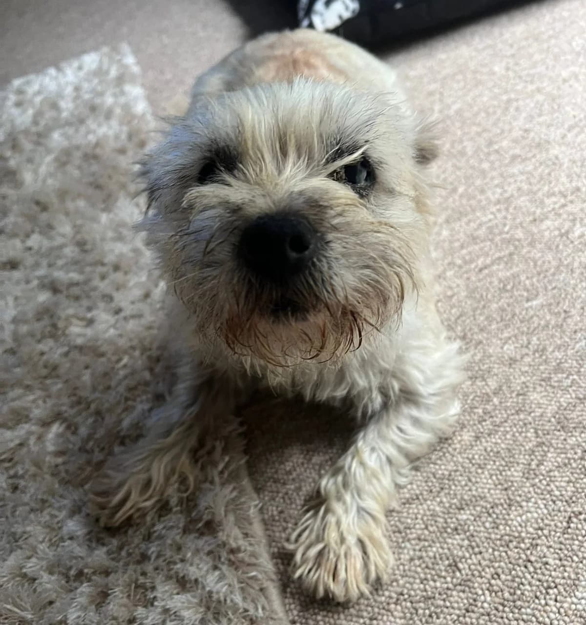Eden,  (All Dogs Matter)