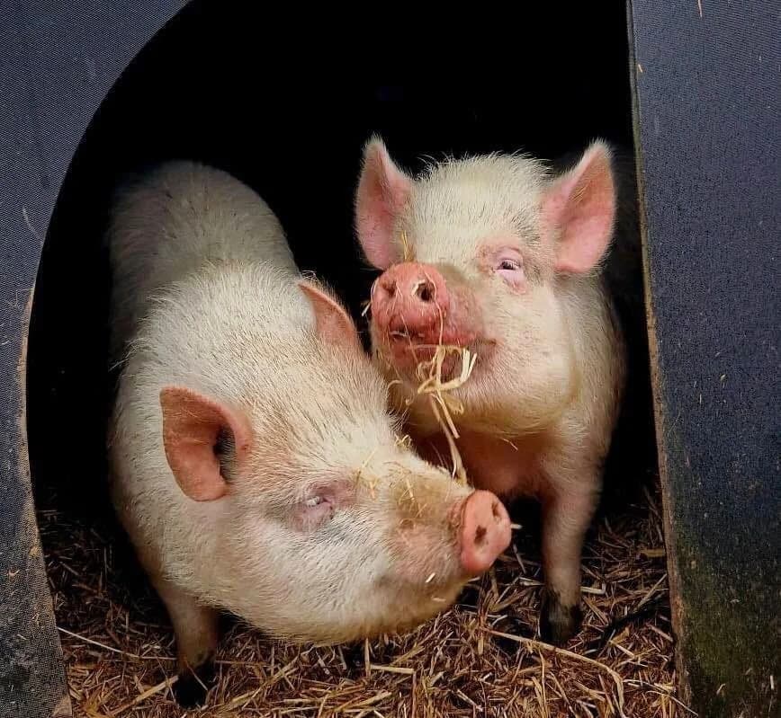 Edith & Rupert, female young Mixed Breed for adoption at Freshfields Animal Rescue, Liverpool