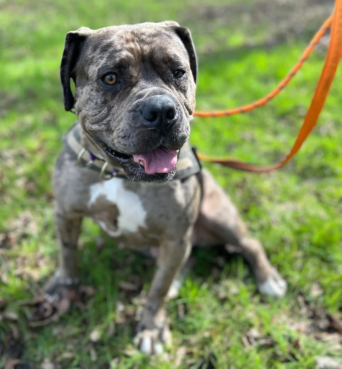 Effie, female 3yo mixed breed for adoption at All Dogs Matter, London