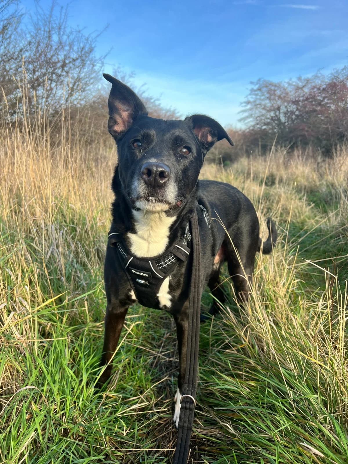 Ella, female senior Collie for adoption at All Dogs Matter, London