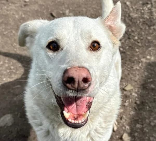 Elton, female Border Collie for adoption at Dogs4Rescue, Manchester