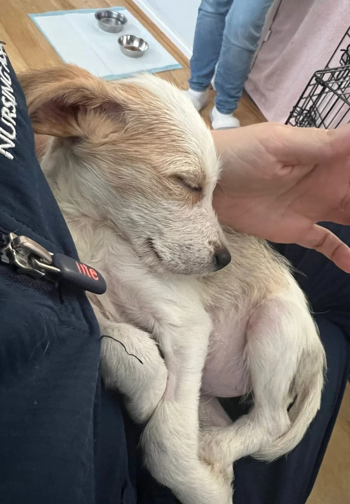 Emma,  (All Dogs Matter)
