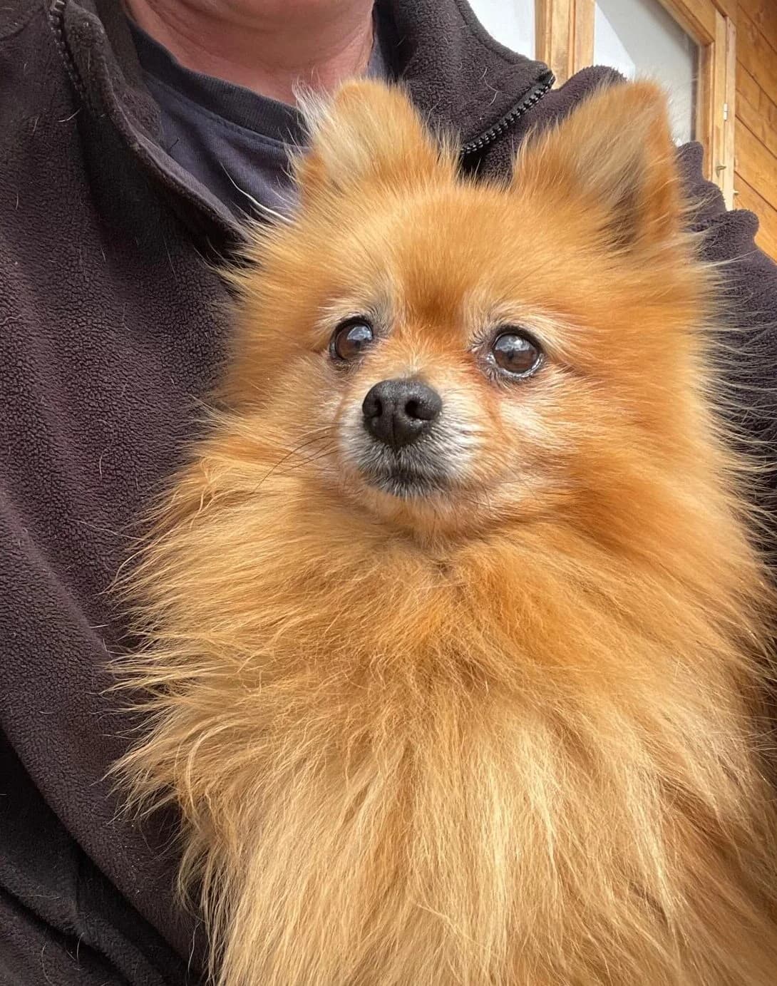 Emmett,  (All Dogs Matter)