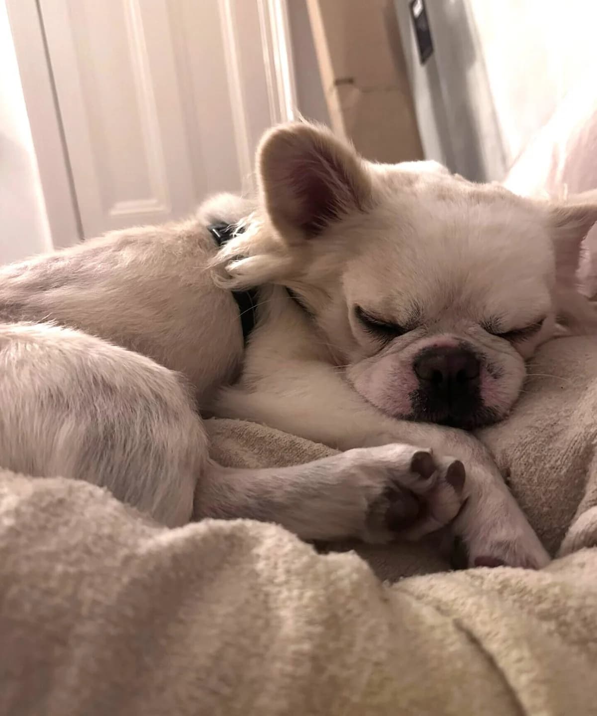 Ernie, male Mixed Breed for adoption at Freshfields Animal Rescue, Liverpool