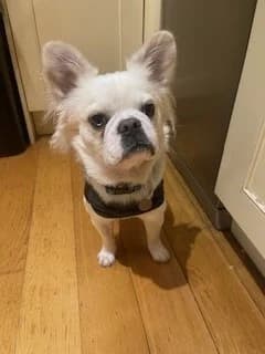 Ernie, white male Mixed Breed for adoption at Freshfields Animal Rescue, Liverpool — photo 2 of 4