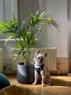 Ernie, white male Mixed Breed for adoption at Freshfields Animal Rescue, Liverpool — photo 4 of 4