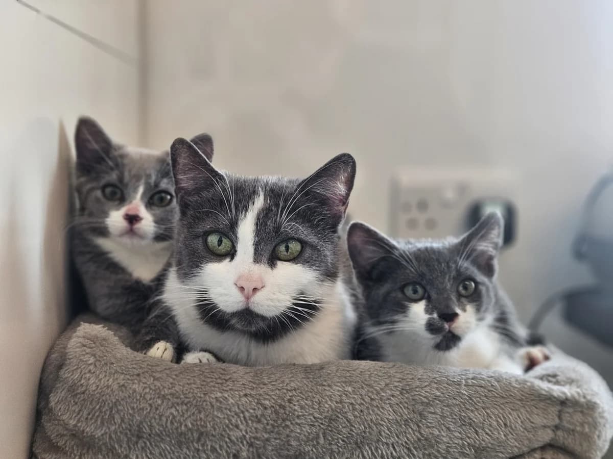 Esker, female Mixed Breed for adoption at Liverpool