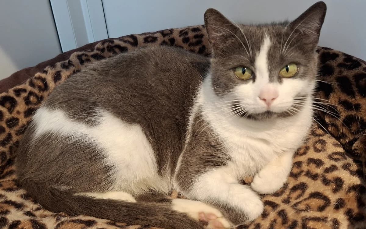 Esker, female Mixed Breed for adoption at Freshfields Animal Rescue, Liverpool photo 2