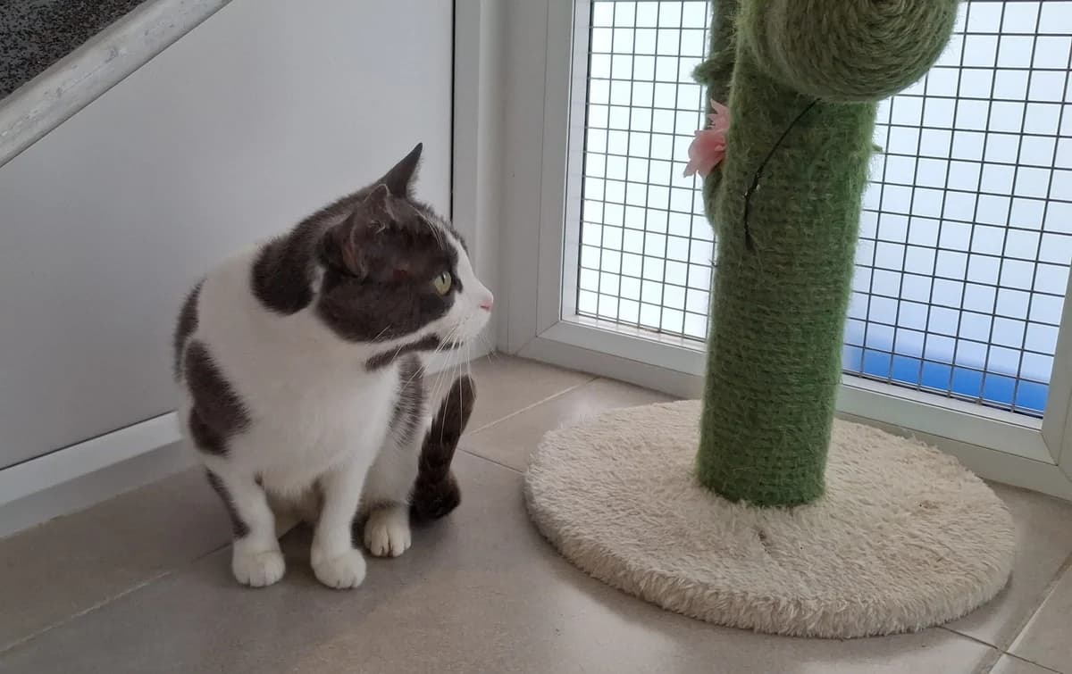 Esker, female Mixed Breed for adoption at Freshfields Animal Rescue, Liverpool photo 3