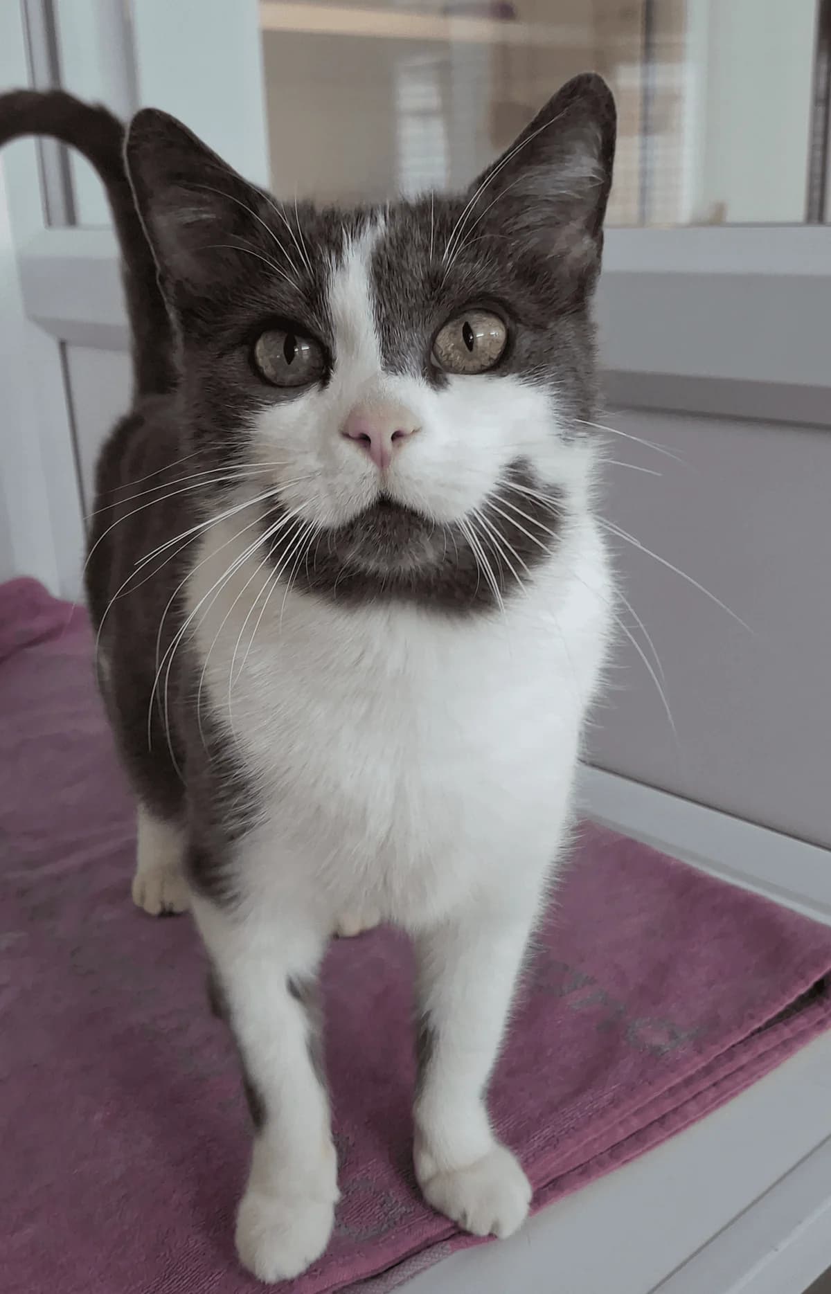 Esker, female Mixed Breed for adoption at Freshfields Animal Rescue, Liverpool photo 4